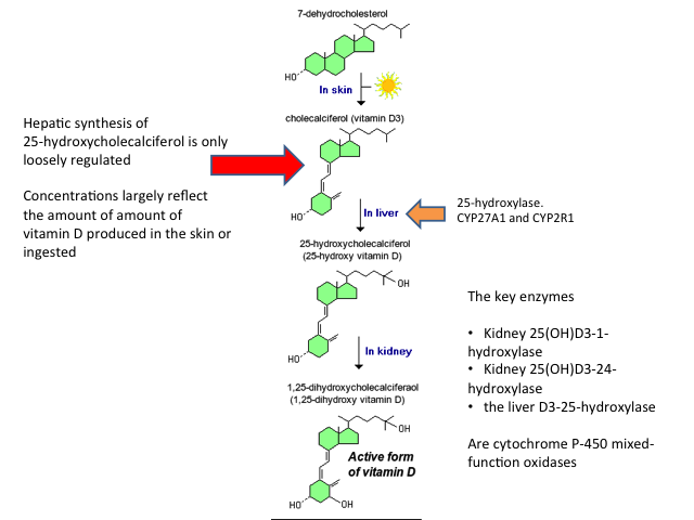 Update on Vitamin D Analysis 5/10/2015